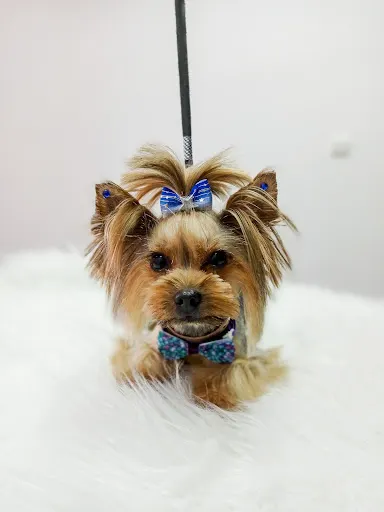 D&D Pielęgnacja Twojego Pupila - Fryzjer dla Zwierząt